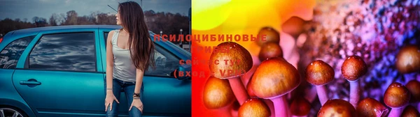 трава Белокуриха